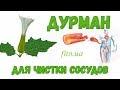 Дурман трава - применение, описание, приготовление, цена