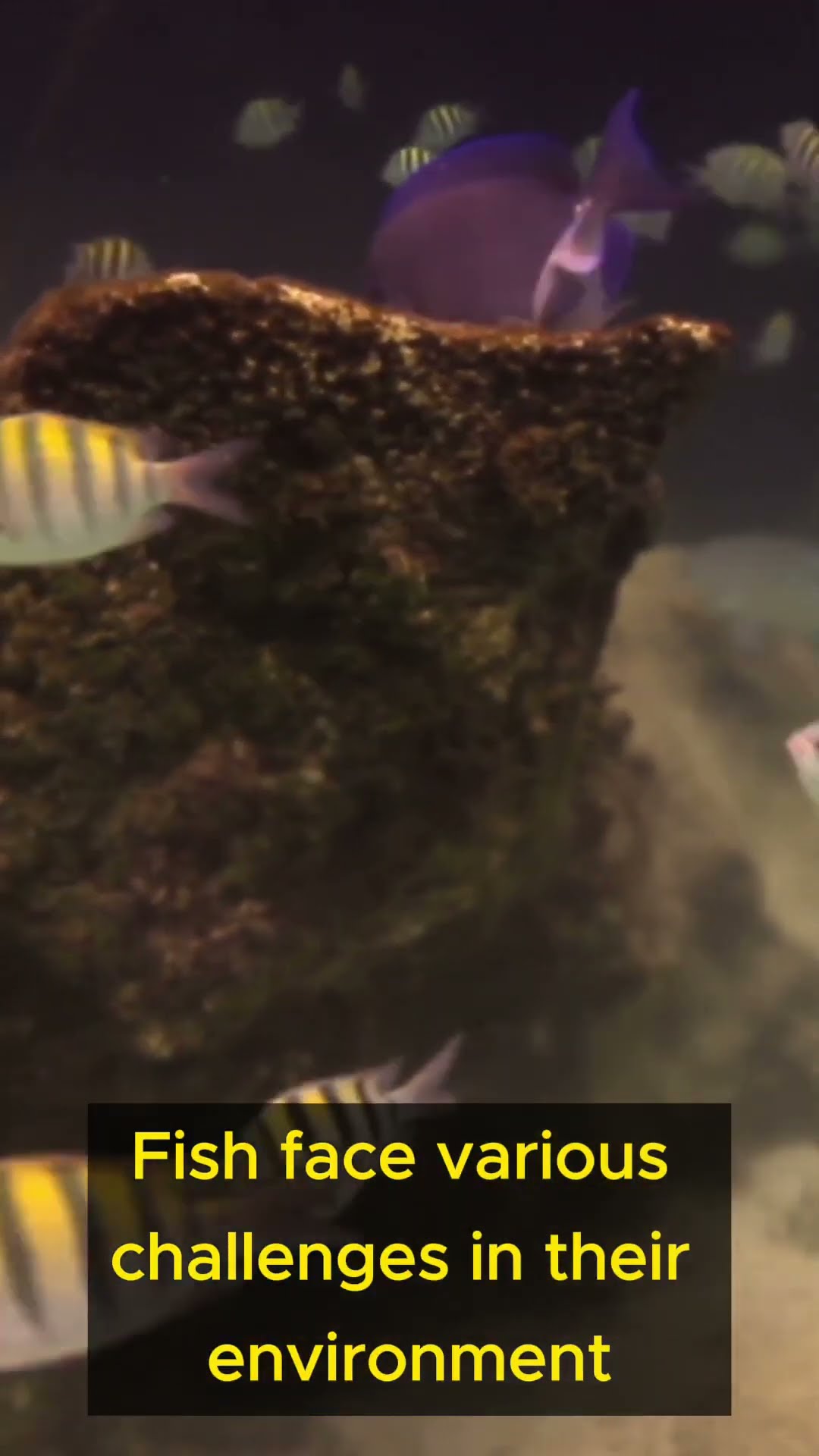Life Lessons from Fish   Part 4 #shorts #lifelessons #fish #resilience #waterlife #wisdom