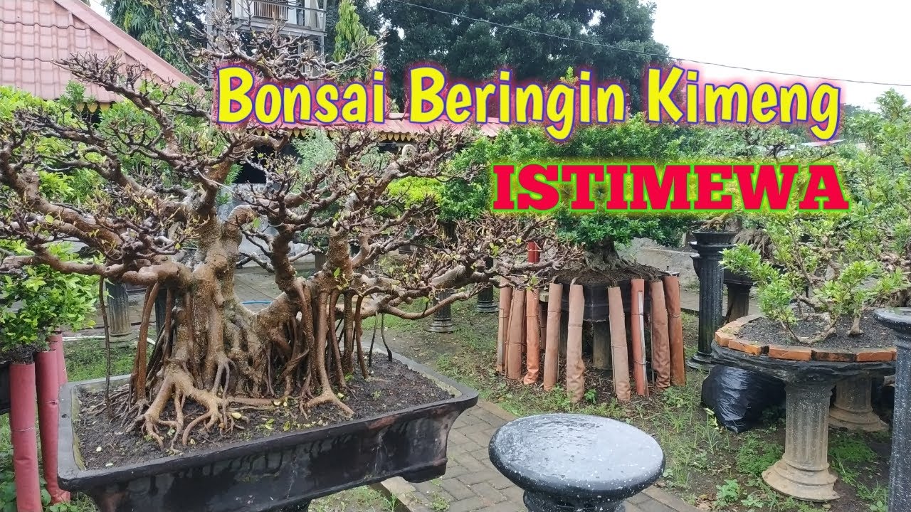 Bonsai Beringin Kimeng Super Besar XXL 📍Taman Bonsai Margonda Depok