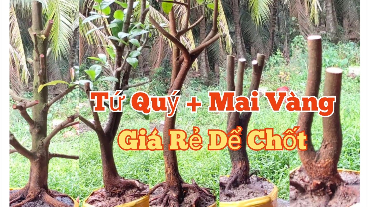 (04/03)☎️ Phương: 0845.2717.66 GL: Tứ Quý+Mai vàng.