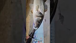 Meralarda Levrekler Hareketlendi, Yine Levrek Almayı Başardık. 60 Cm Lik Paşa