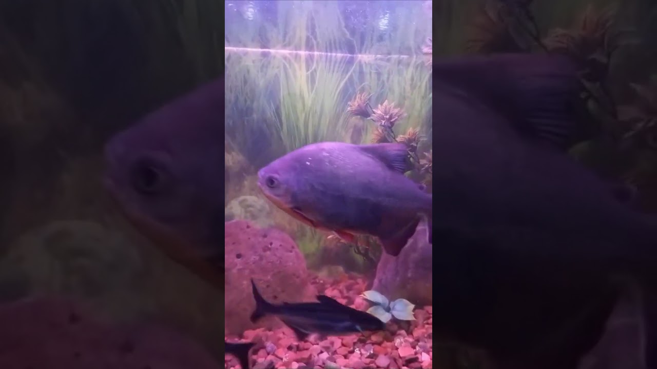 fish aquarium # Pakistan # lahore zoo