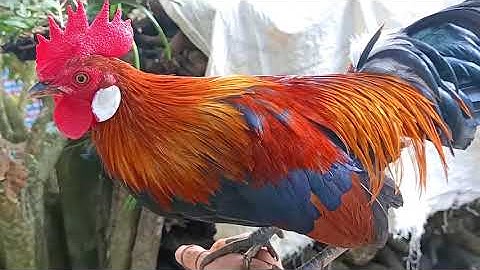 Gà mồi tai trắng cực sung cho 2021 & qaib dib dawb ntsej nyuam kaws lawm nawv