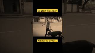 Dog lost his owner | love you bhaiya | rottweiler | dogs