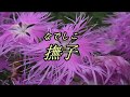 撫子   ♫オリジナル歌手:加門亮    ♪カバ-アメキリ歌詞付き
