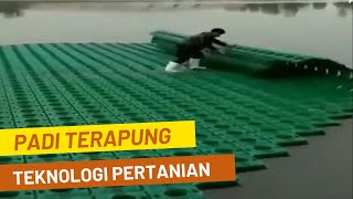 Cara Budidaya Padi Terapung Di China Teknologi Pertanian Modern