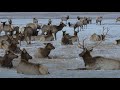 Mystery in Yellowstone: the Disappearance of the Elk
