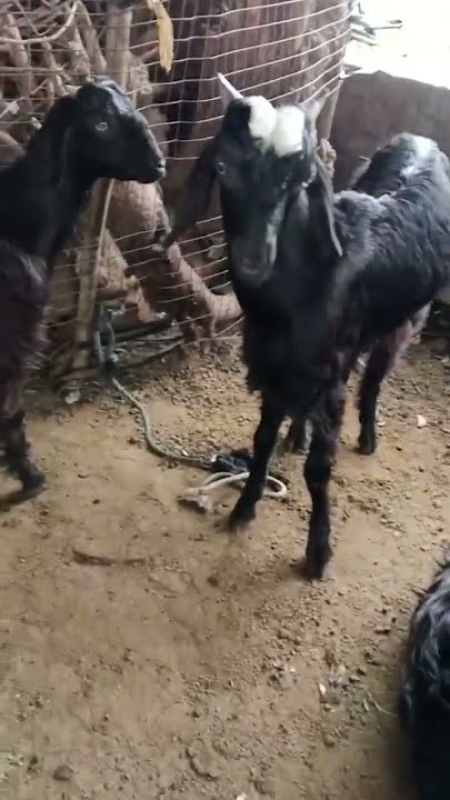 ATIK GOAT SHOW 🐐💞