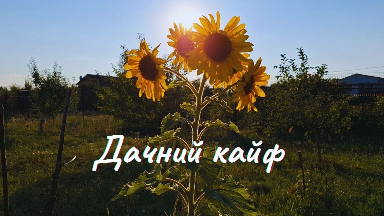 Дачний кайф 