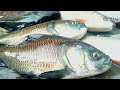 70 year old grandmother selling katla fish | Katla Fish Cutting Skills in Fish Market | fish cutting