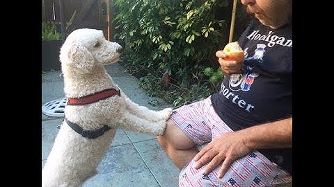 Did Ron Jeremy Father a Dog?