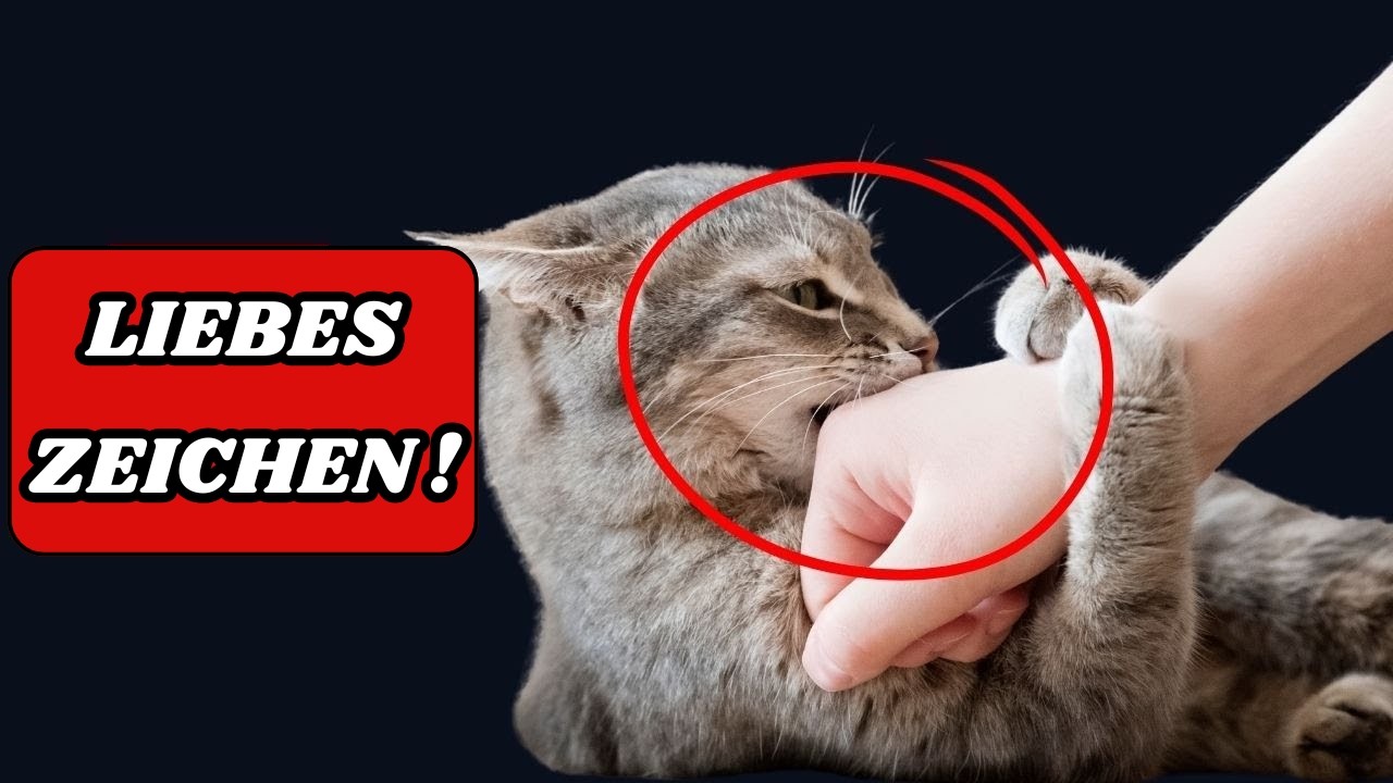 Anzeichen Dass Deine Katze Dich Töten Will 16 Anzeichen, dass deine Katze dich als Elternteil betrachtet! 😻 - YouTube