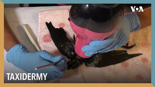 Taxidermy | VOA Connect