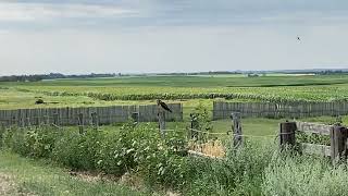 Swainson’s hawk screaming south west Manitoba