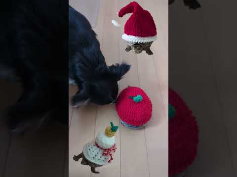 亀はどこ? #亀   #カメ DE Show!2024 #ミシシッピニオイ  #亀セーター