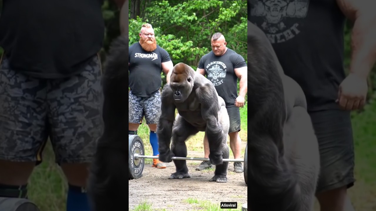 Gorilla Trying To Lift Weight Under the Watch of 2 Gym Instructors 💪 