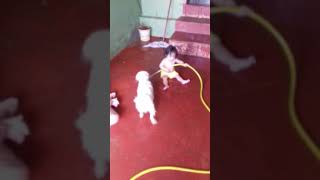 Brincando A Mangueira