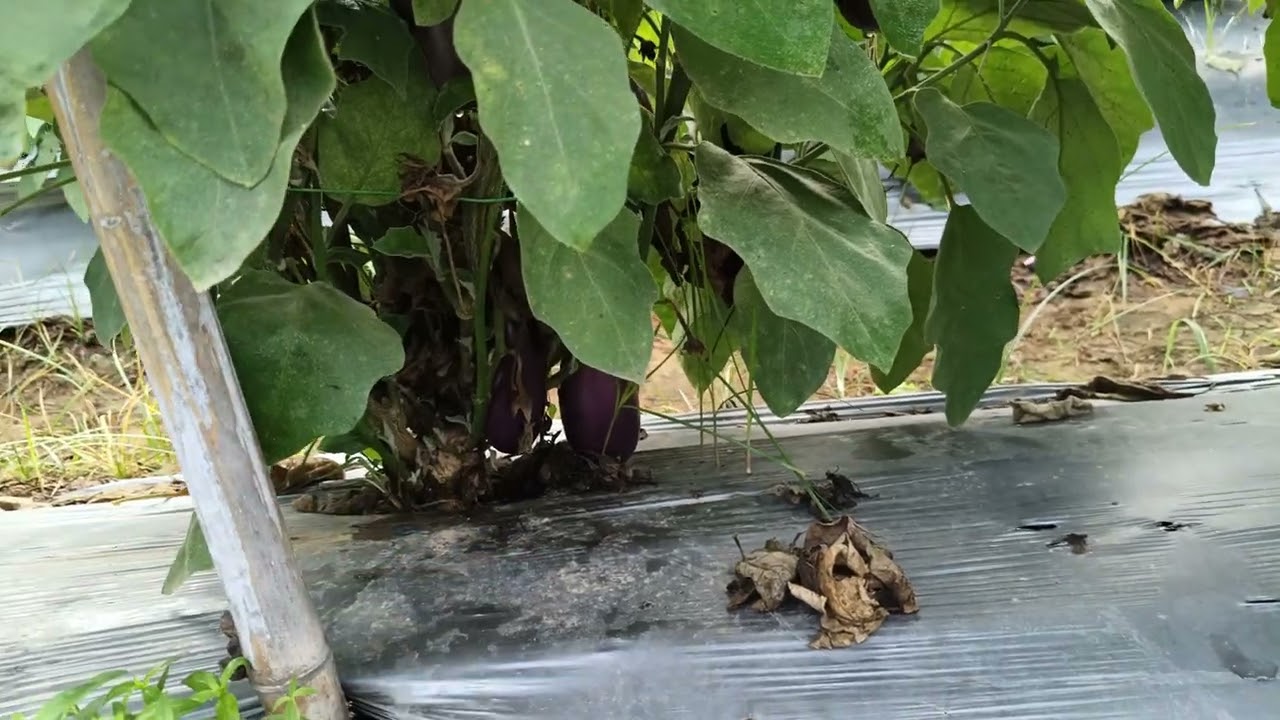 ग्राफ्टेड बैगन में बैक्टीरियल विल्ट और फ्यूजरियम विल्ट आने पर क्या करना चाहिए???