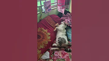 Kitten Cat Cute Animals Simmba Cuteanimal Catfunny Lifeisbutadream Cutecat 