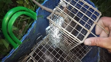 MINH MẨN TV Bẩy chuột cống nhum bằng mồi khoai mì và cái kết P1