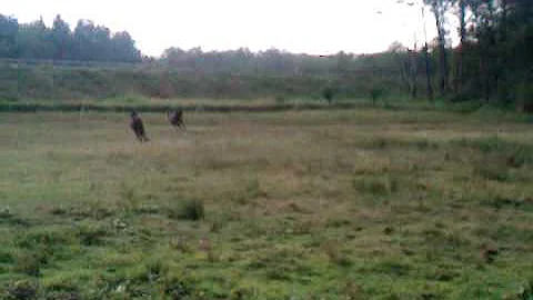 abby and zoe first time out in pasture here.3GP