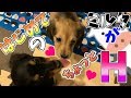 初めての「犬用ミルク」に大興奮！？のはずが…ちょっとえっちな展開に【♯004】