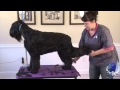 Grooming Expert Lindsey Dicken at Learn2GroomDogs.com