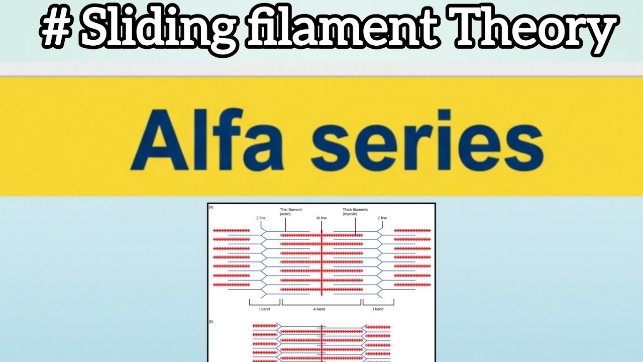 Alfa series #2 (Sliding filament theory) 