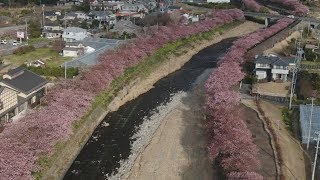 河津桜まつり始まる 暖冬で早くも見頃