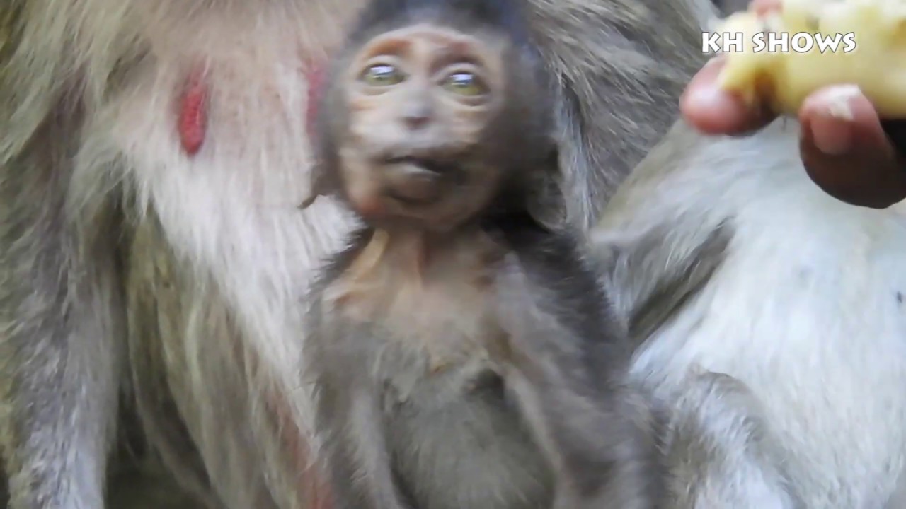 Amazing Micro Heidi Super Hungry Tries To Request Foods, Poor Heidi| Heid Group