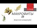 макрофиты в морском аквариуме.