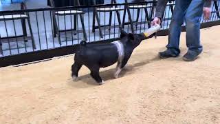82-3 x gilt