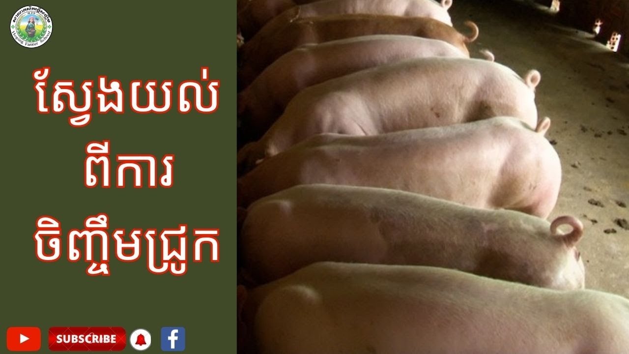 បច្ចេកទេសនៃការចិញ្ចឹមជ្រូក
