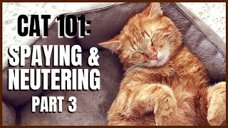 Cat 101: Spaying & Neutering (Part 3)
