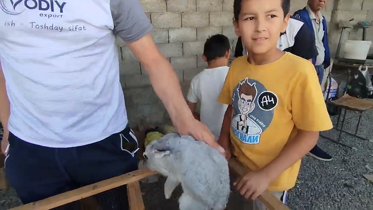 Andijon soy tovuq bozori qora tovuq va indiskii oʻrdak va quyonlar va bedanalar