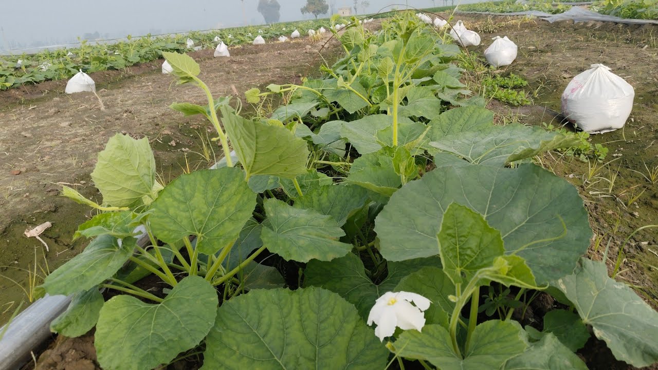 ਕੱਦੂ ਨੂੰ ਆਏ flowers 🌺 ਬੇਲਾ ਦੀ ਗਰੋਥ ਹੋਈ ਉਮੀਦ ਤੋਂ ਯਾਦਾ
