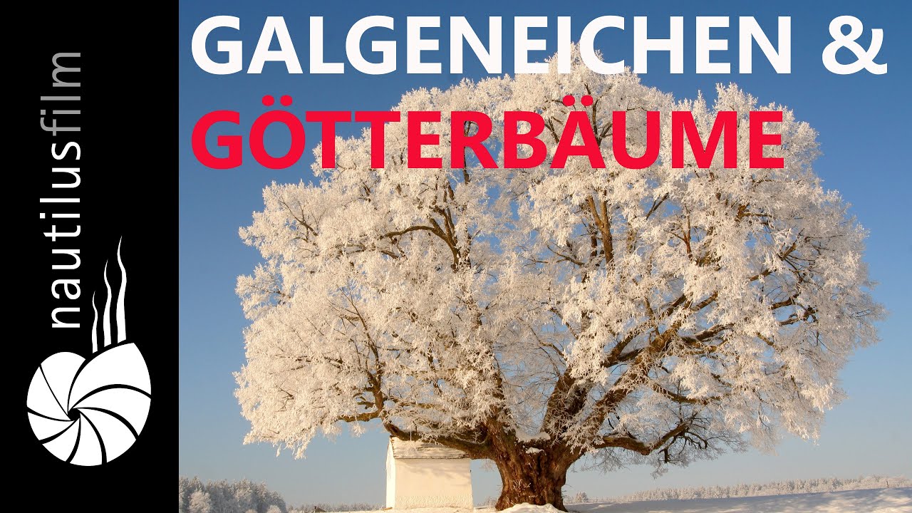 Deutschlands Älteste Bäume - Die Tausendjährigen (Teil 2) | Naturdokumentation | Jan Haft