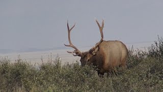 Heart Shot On This 2015 Colorado Elk