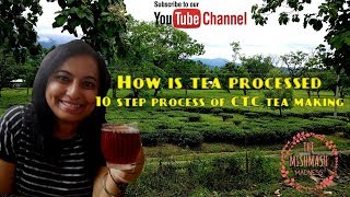 10 step process of CTC tea making - how tea is processed 