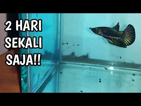 Video: Cara Memberi Makan Ikan Cupang: 11 Langkah (dengan Gambar)