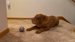 SharPei vs Dryer Ball