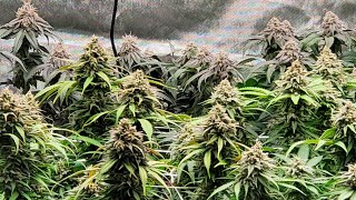 day 56 week 8 of flower in the 5x5.   week 5 of veg in 2x4