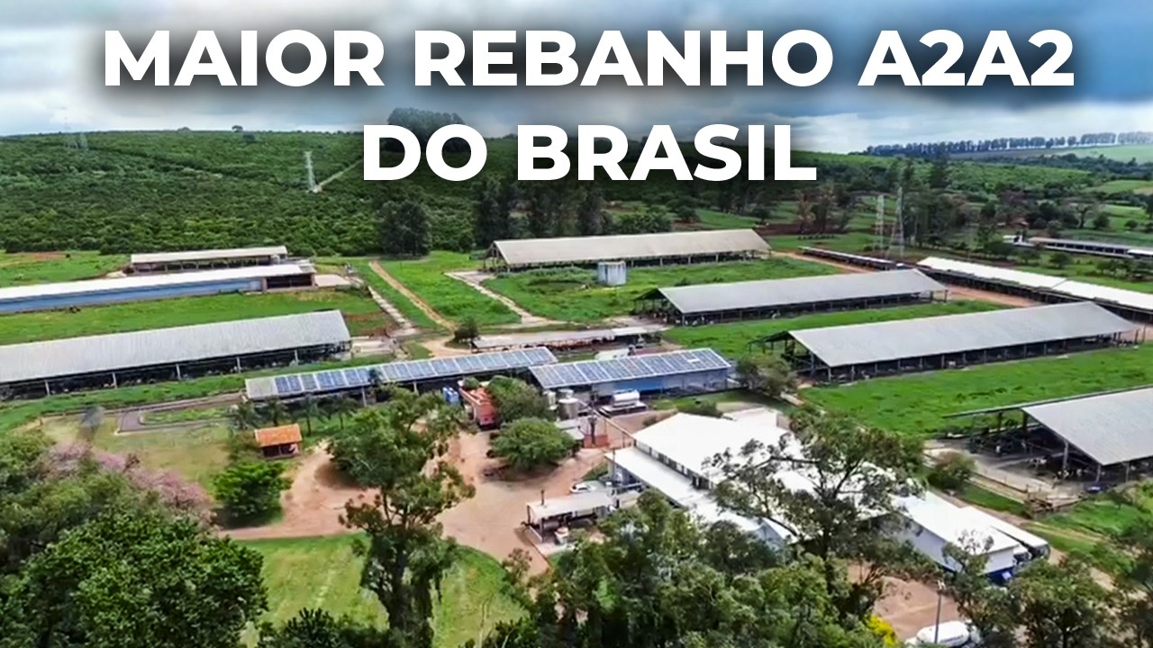65 MIL LITROS POR DIA, LEITE A2 E 7 CERTIFICAÇÕES: A ESTRUTURA COMPLETA DA AGRINDUS 🇧🇷