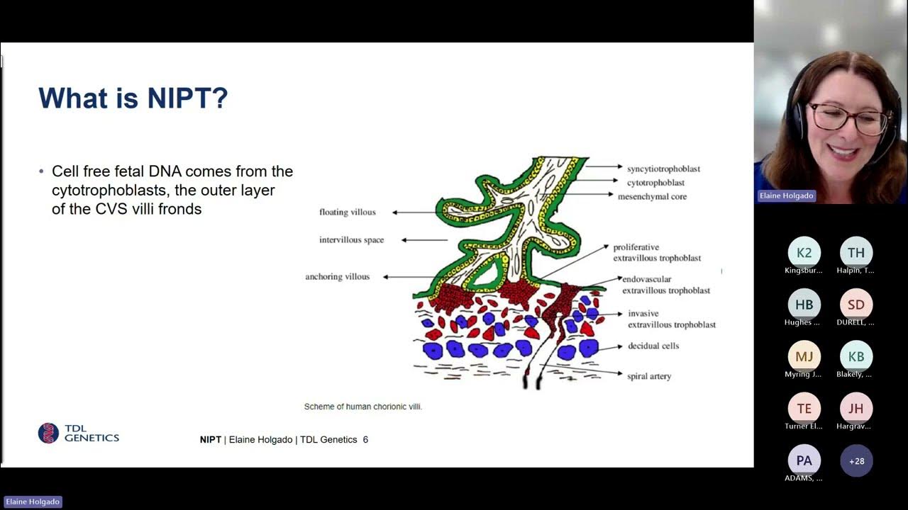 East Genomics BITE - R445 Testing Pathway: NIPT for previous trisomies ...