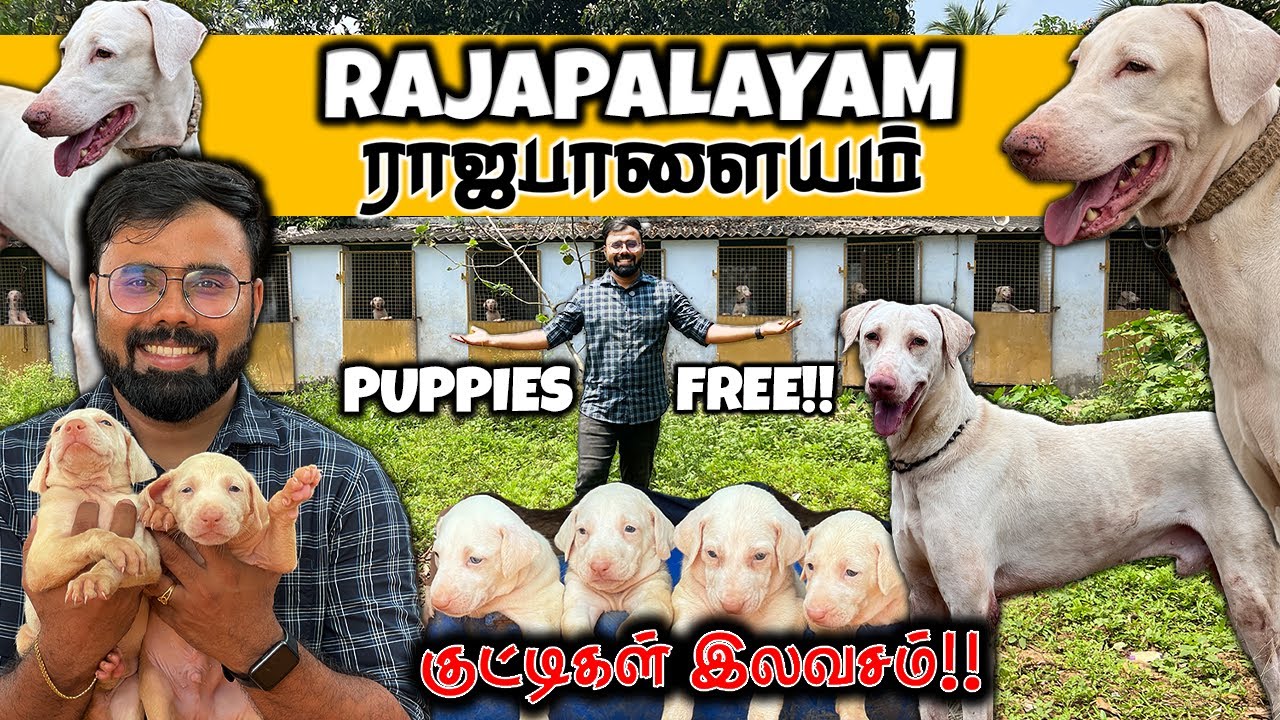Puppies Free!! இலவசம்!! ராஜபாளையம் குட்டிகள் Rajapalayam நாட்டு நாய்கள் Native Dogs