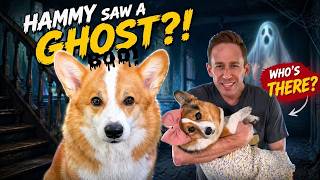 Hammy Thinks the House is Haunted 👻🏠🐾