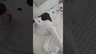 Surgery on my Great Dane #greatdane #dog #shorts #dogshorts #cutedog #funnydogs #doglife #pets #cute