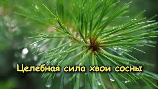 СУПЕР! ЦЕЛЕБНАЯ СИЛА ХВОИ СОСНЫ - профилактика 90% заболеваний СУПЕР! ЦЕЛЕБНАЯ СИЛА ХВОИ СОСНЫ - профилактика 90% заболеваний