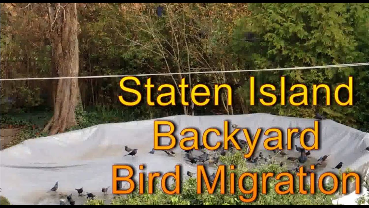 Staten Island Backyard Bird Migration YouTube