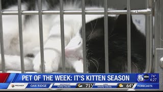 Pet of the Week: Kitten season at Young-Williams Animal Shelter